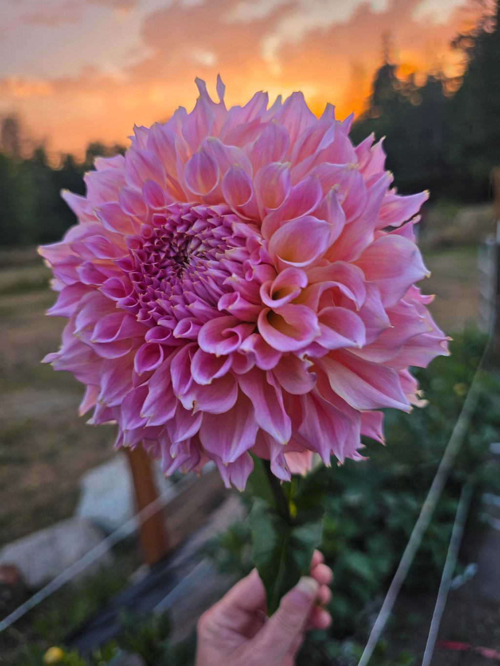 Lee's Pink Grapefruit