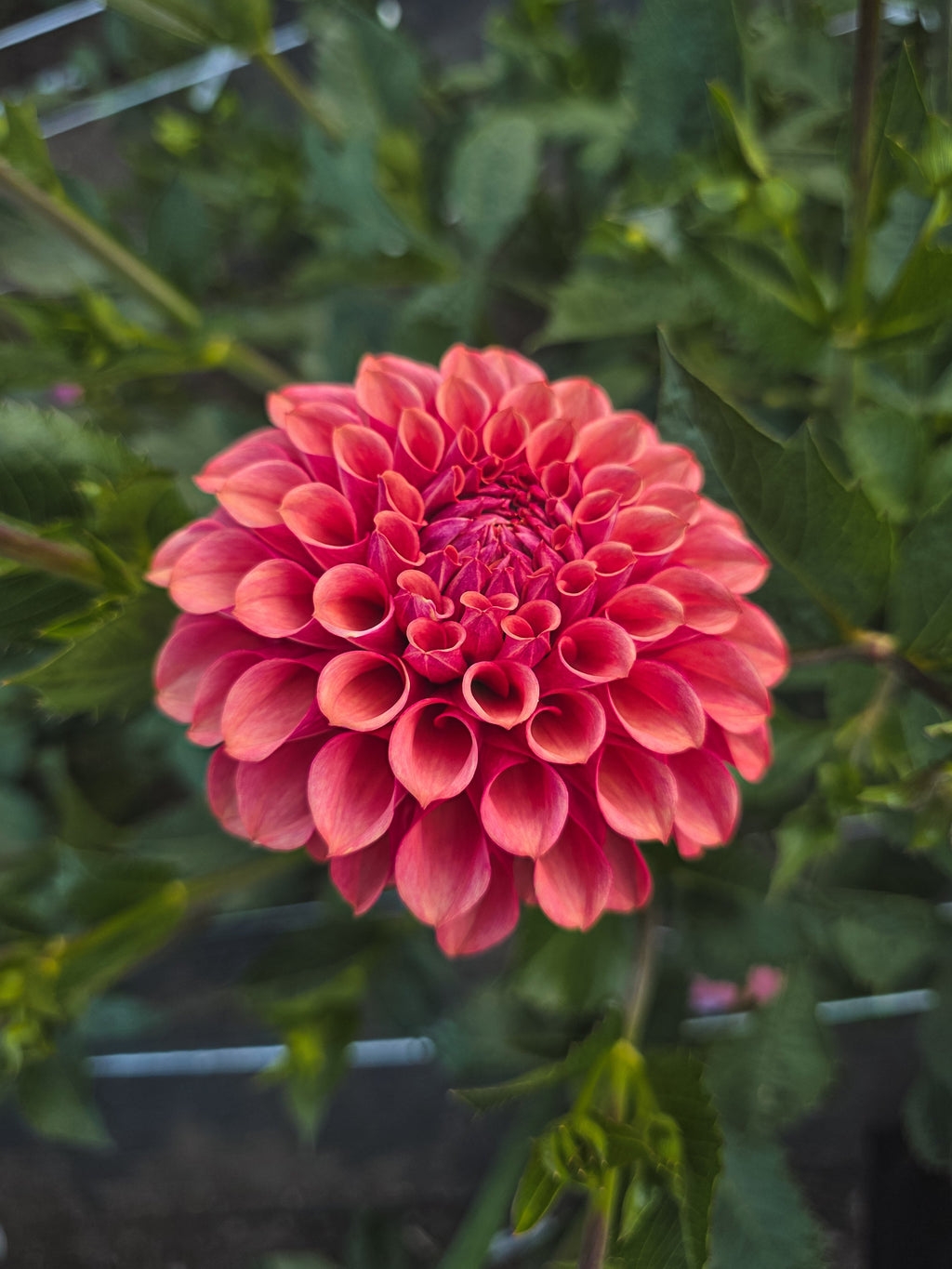 Burfoot Desert Rose