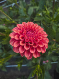 Burfoot Desert Rose