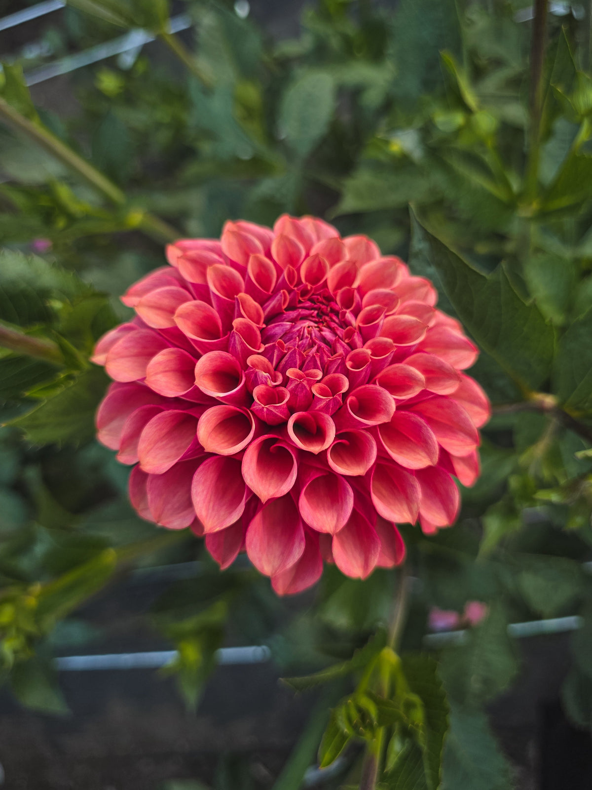 Burfoot Desert Rose
