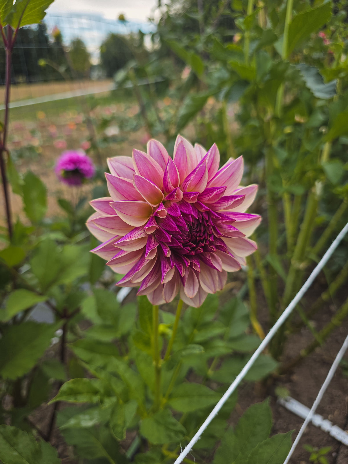 KA's® Cafe Mauve
