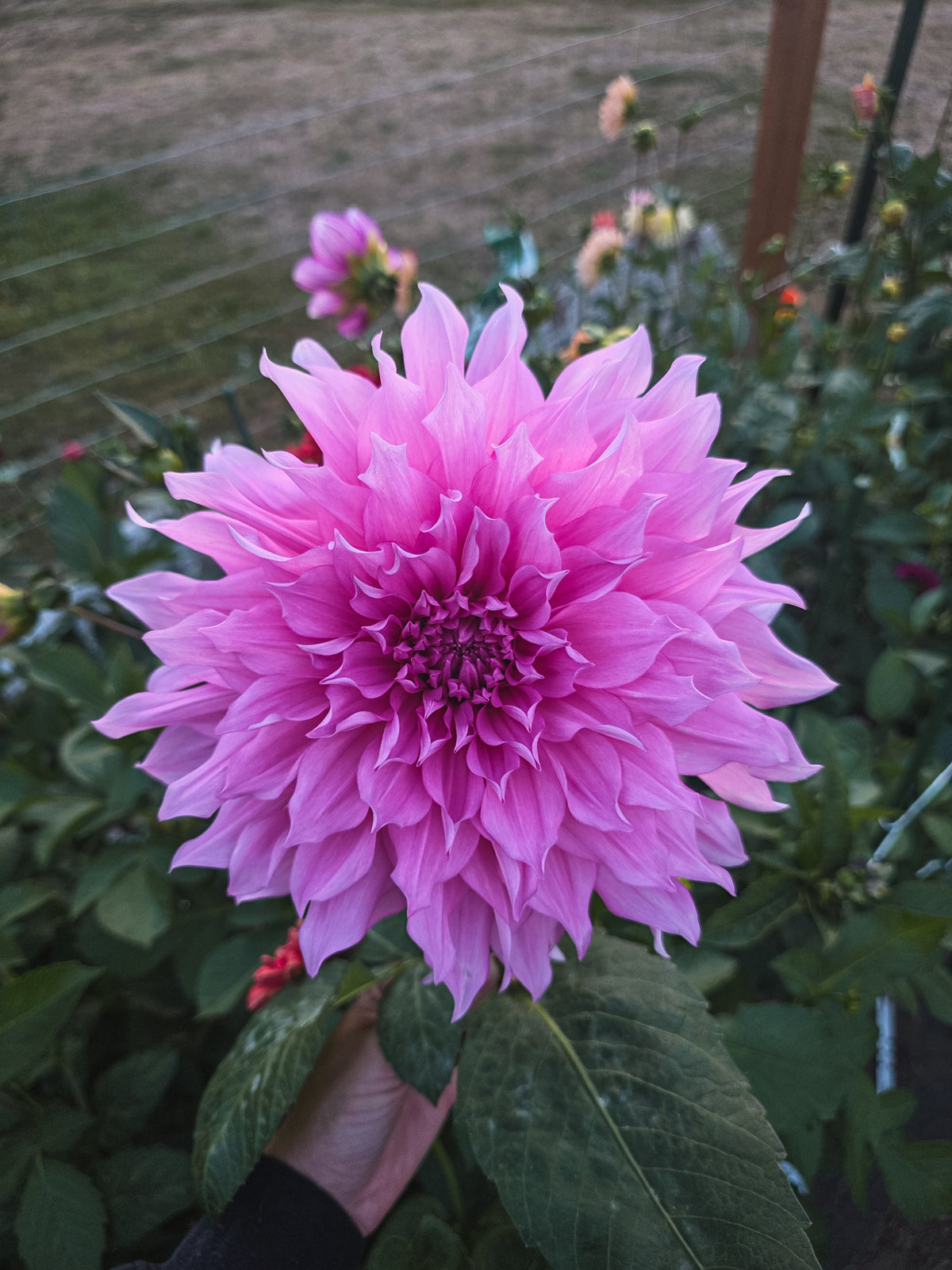 Café au Lait Rose