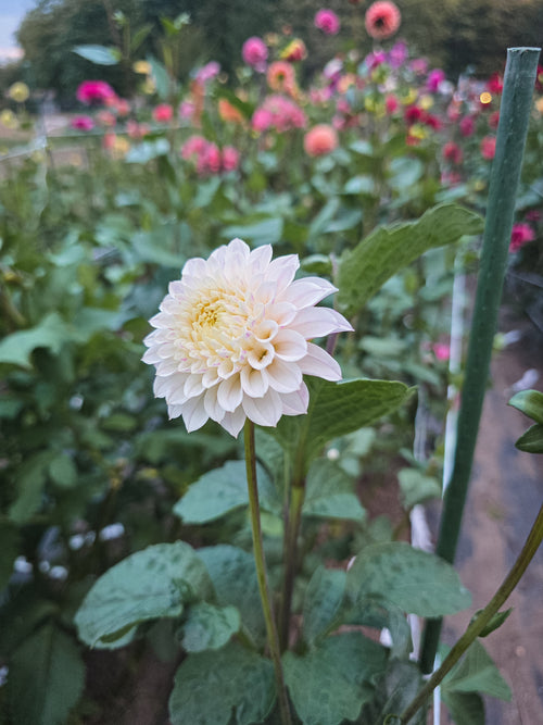 Bell's Caledonia