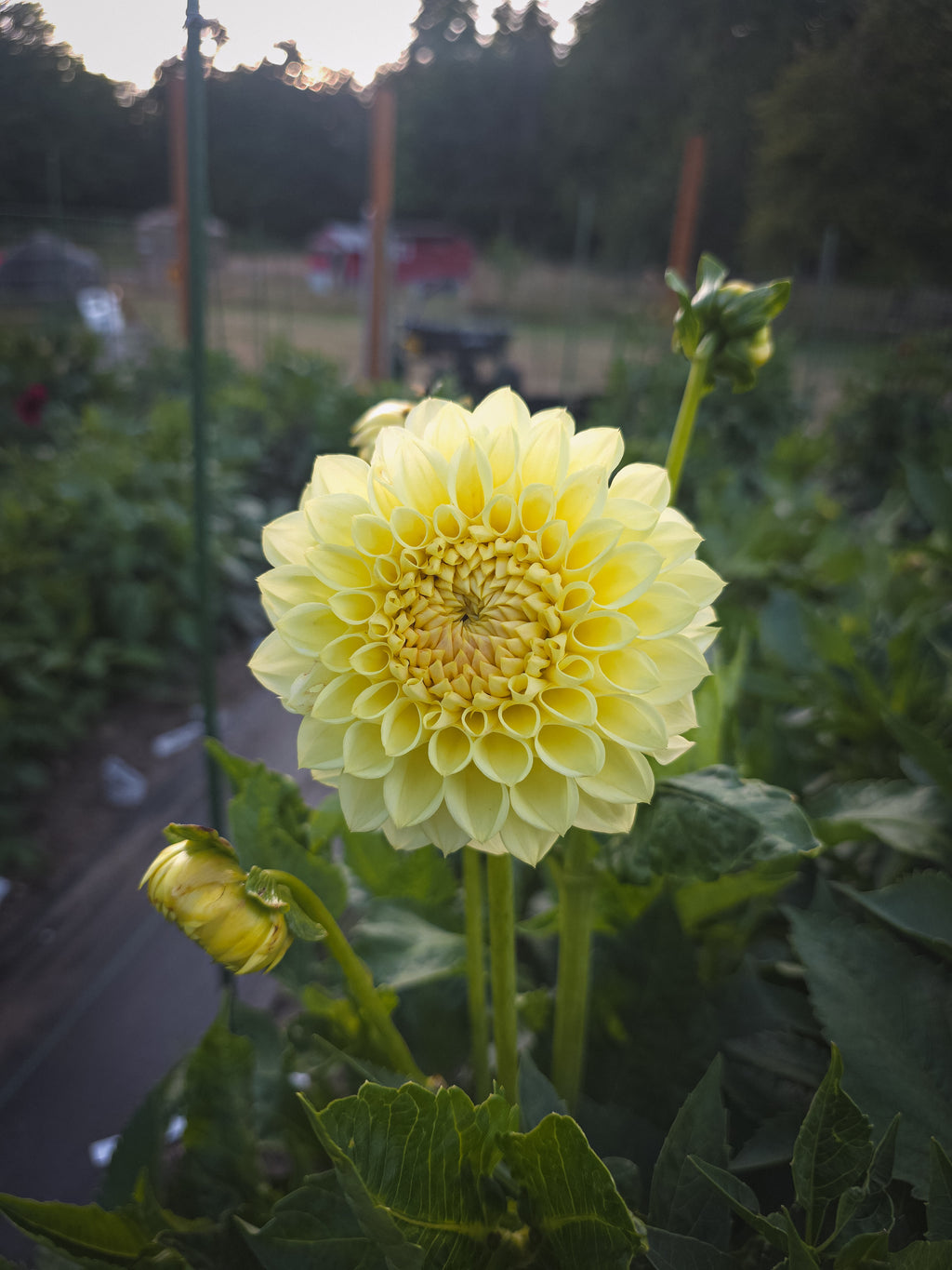 Winholme Diane