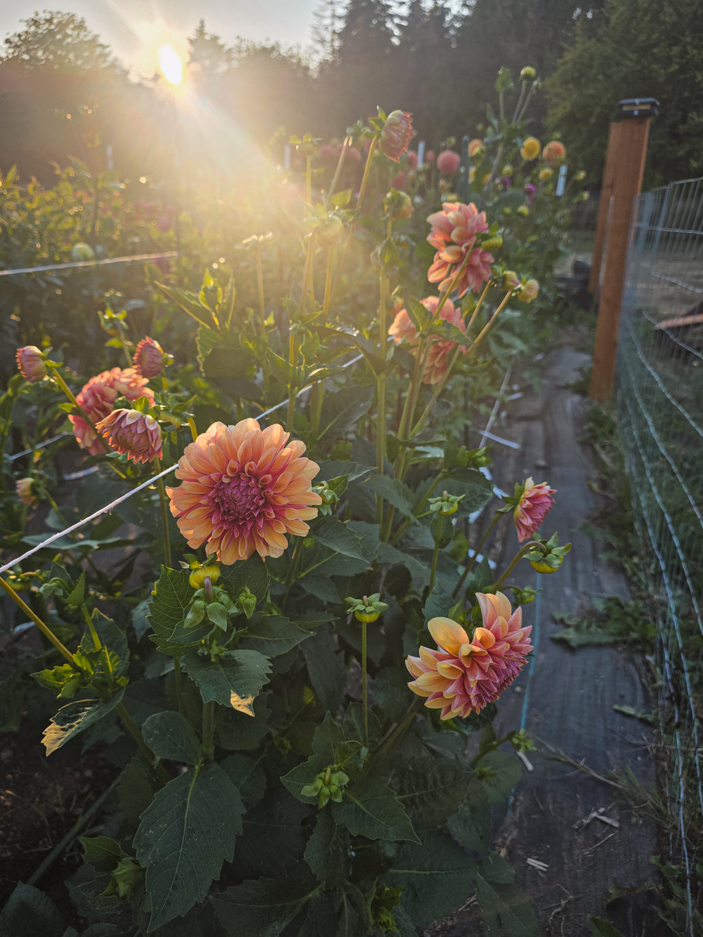 Lee's Golden Raspberry