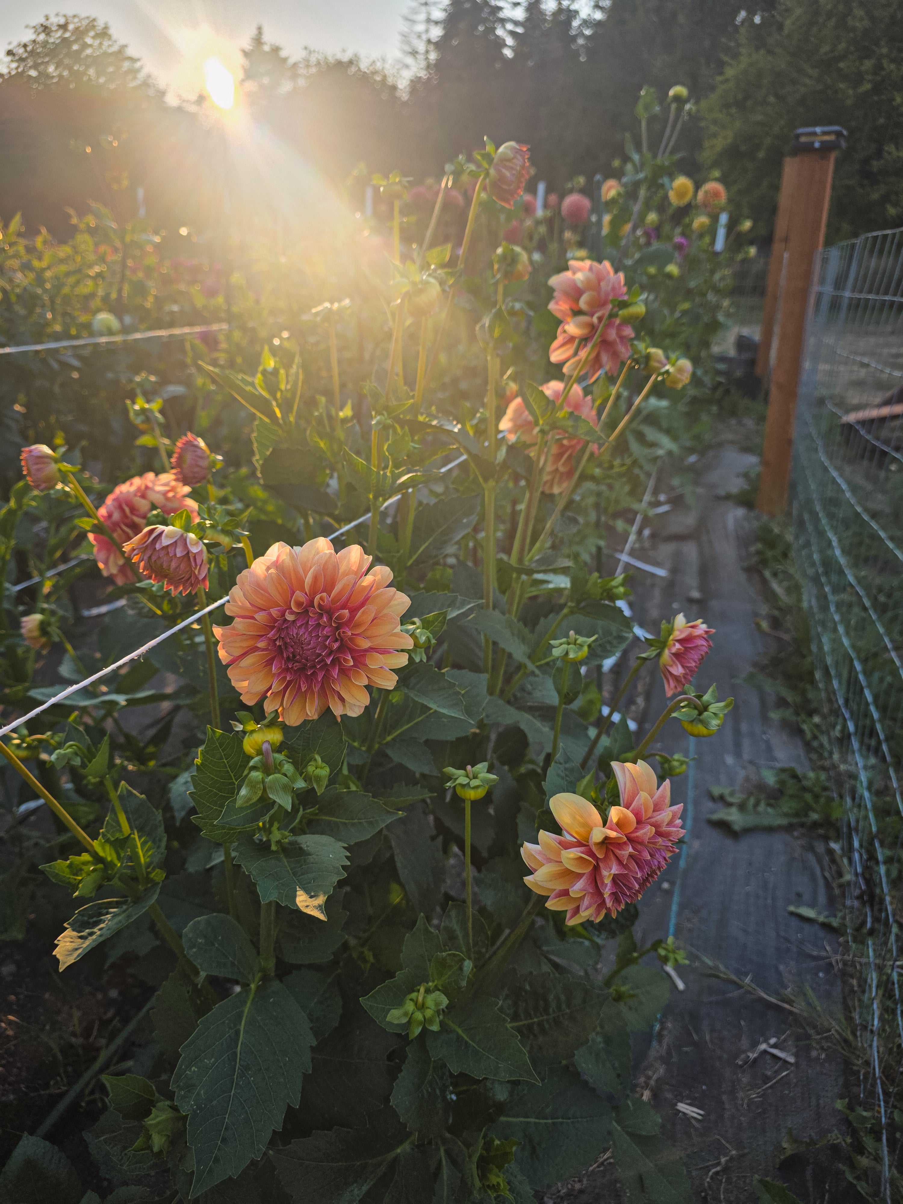 Lee's Golden Raspberry