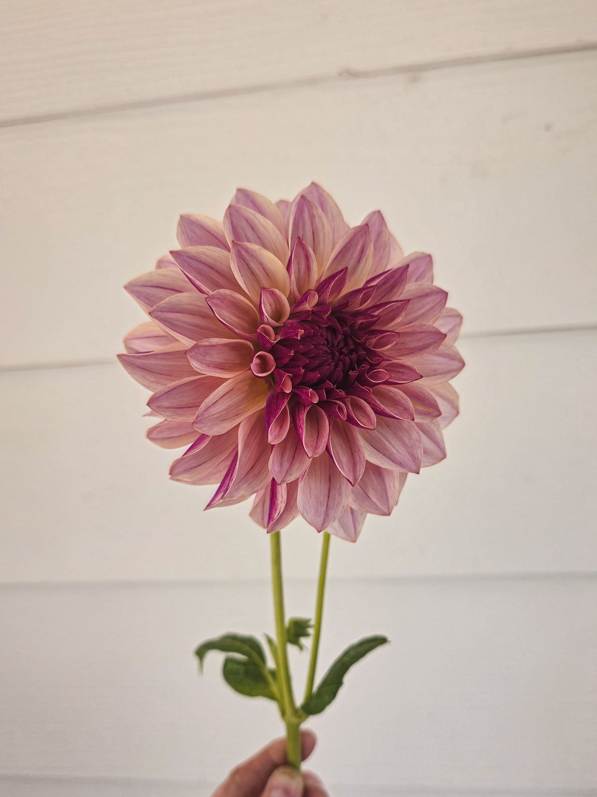 KA's® Cafe Mauve