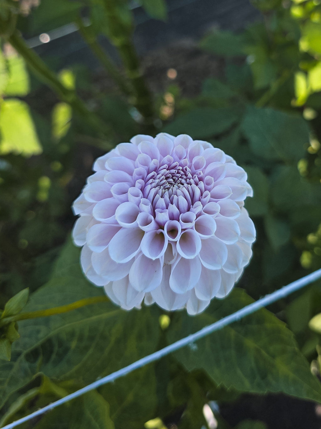 Eden's Blush On