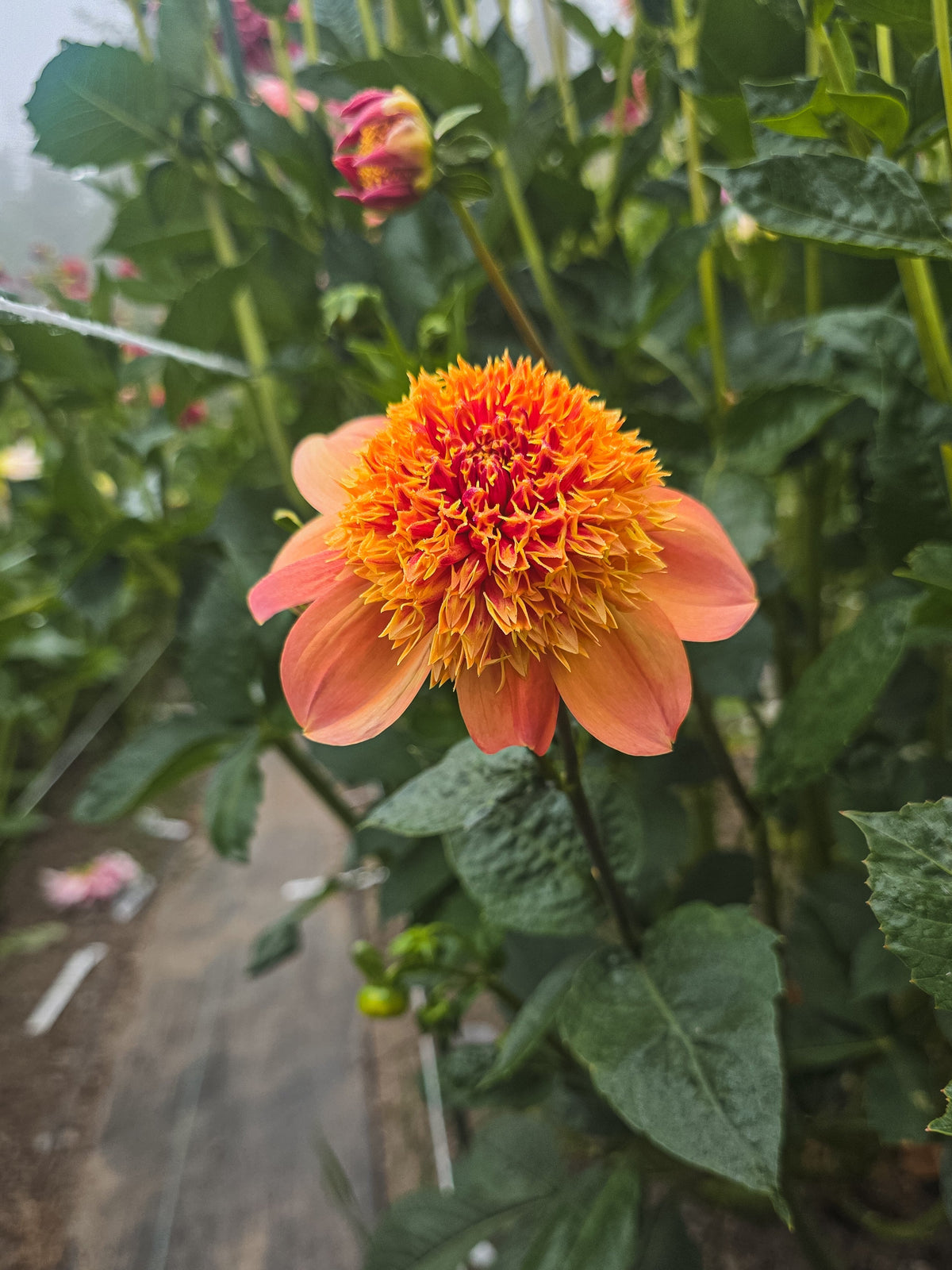 Sandia Brocade