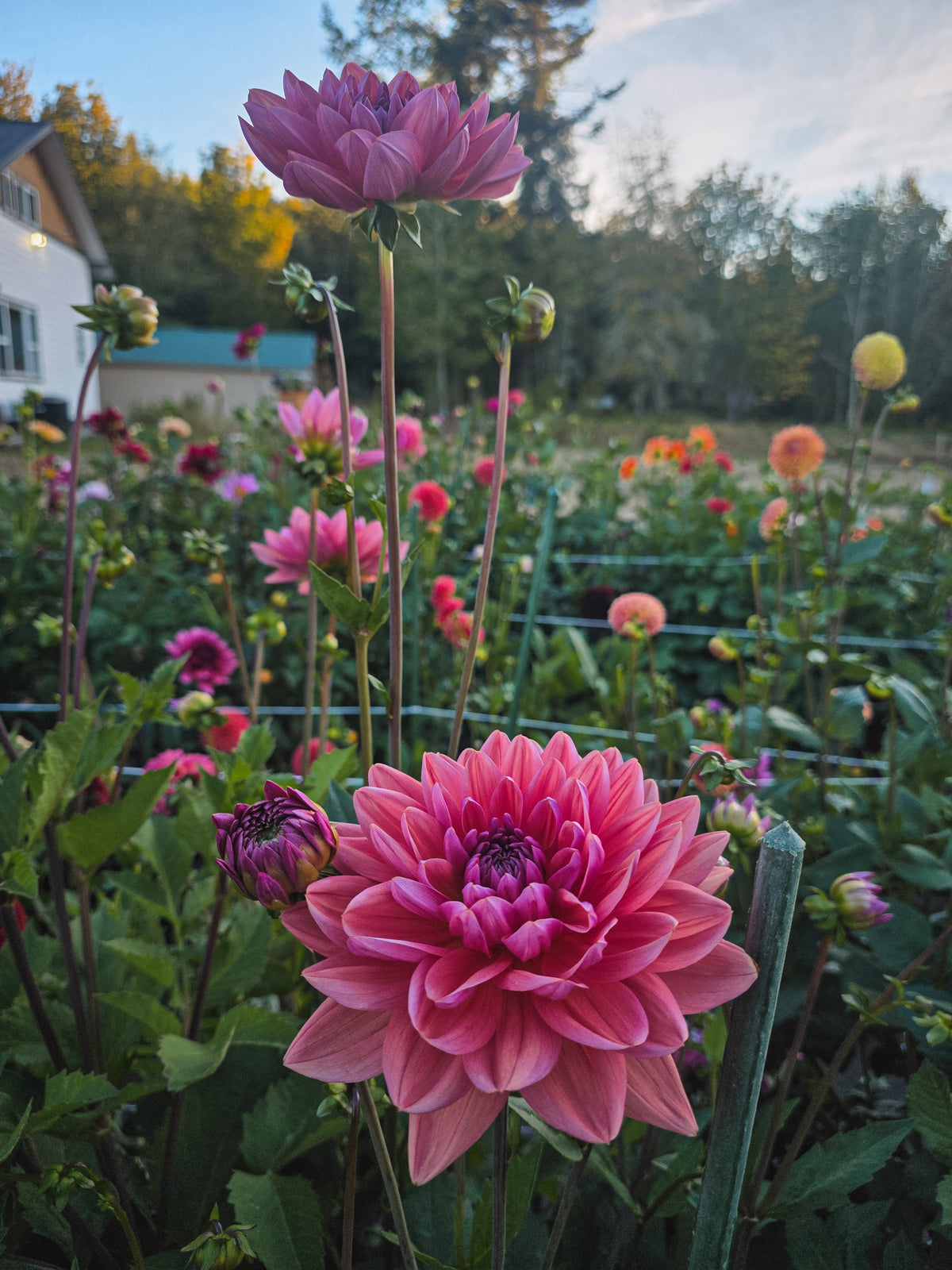 Dutch Pearl