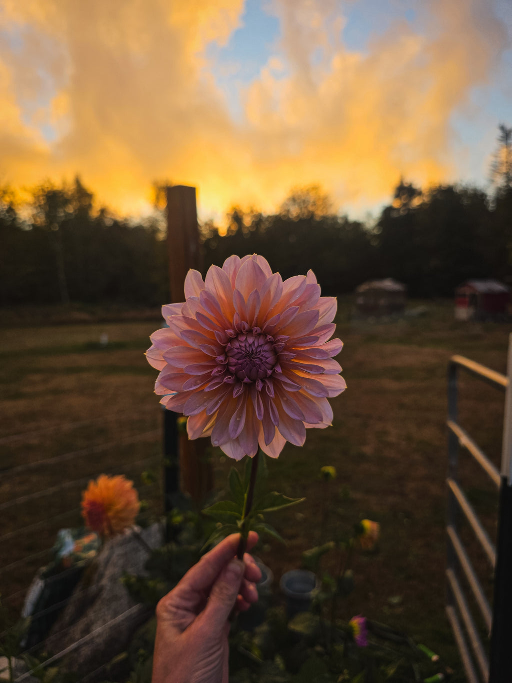 DL's The Special