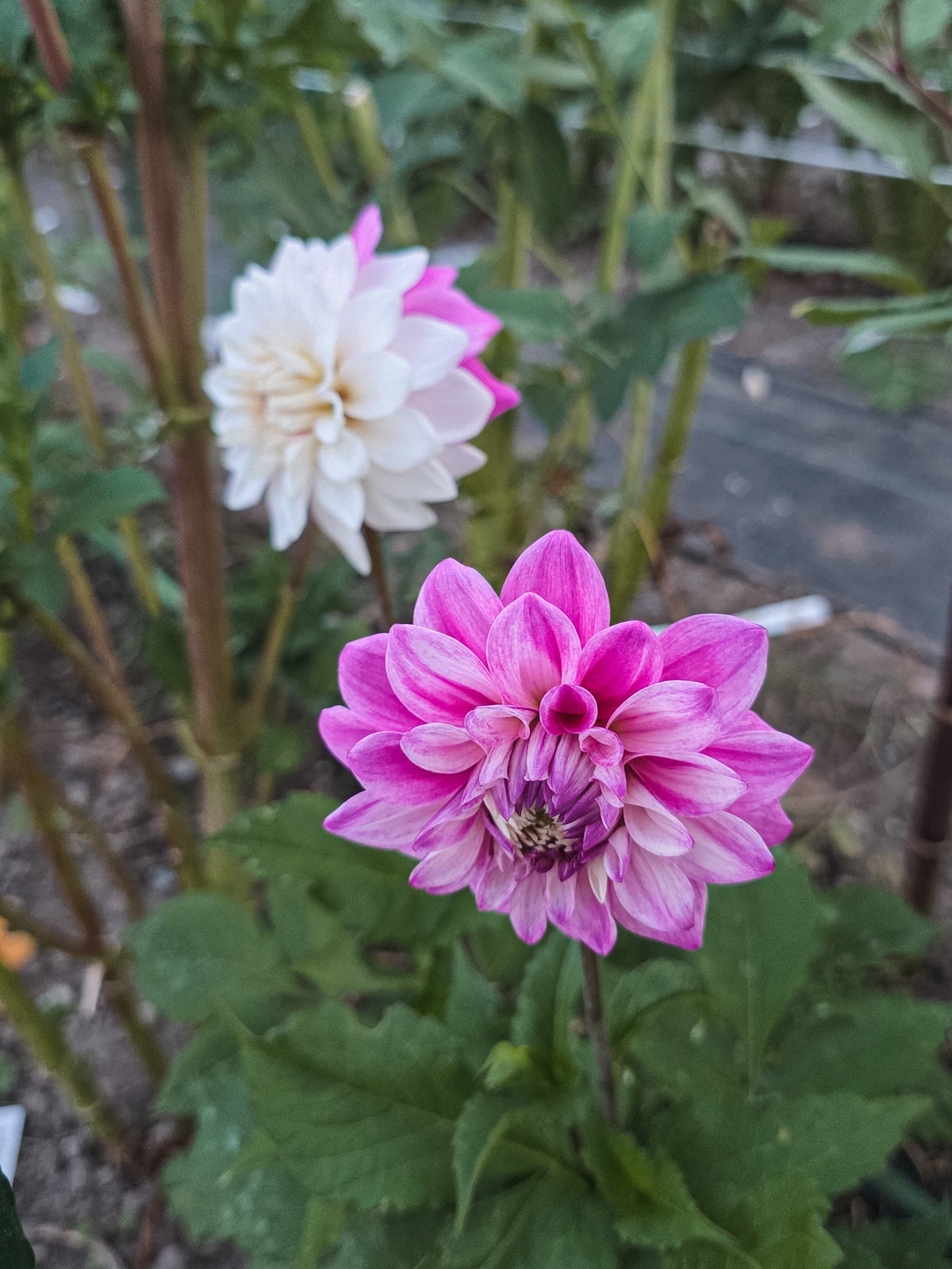 Hollyhill Double Take