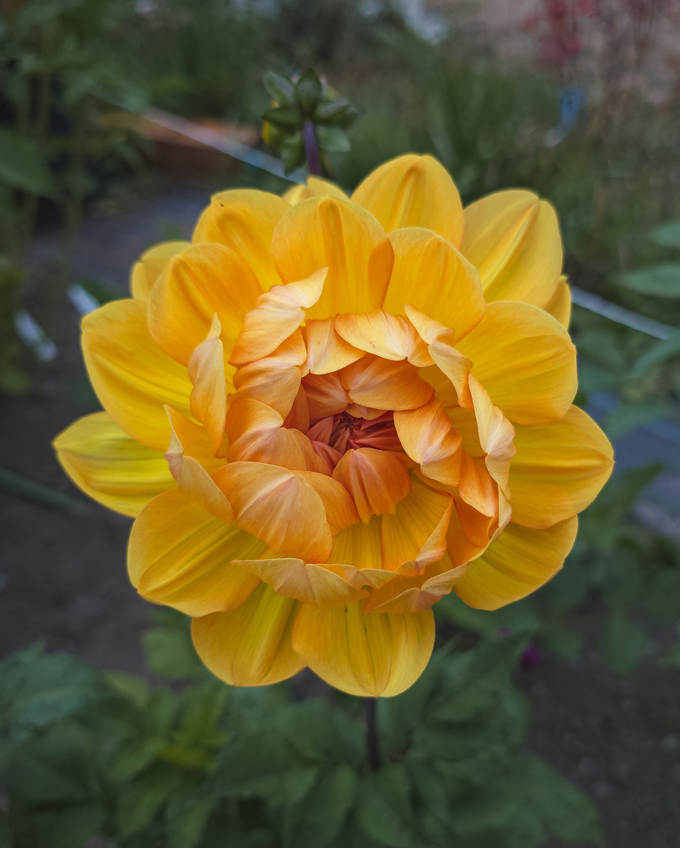 Hollyhill Honeygold
