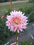 Lee's Rosalynn