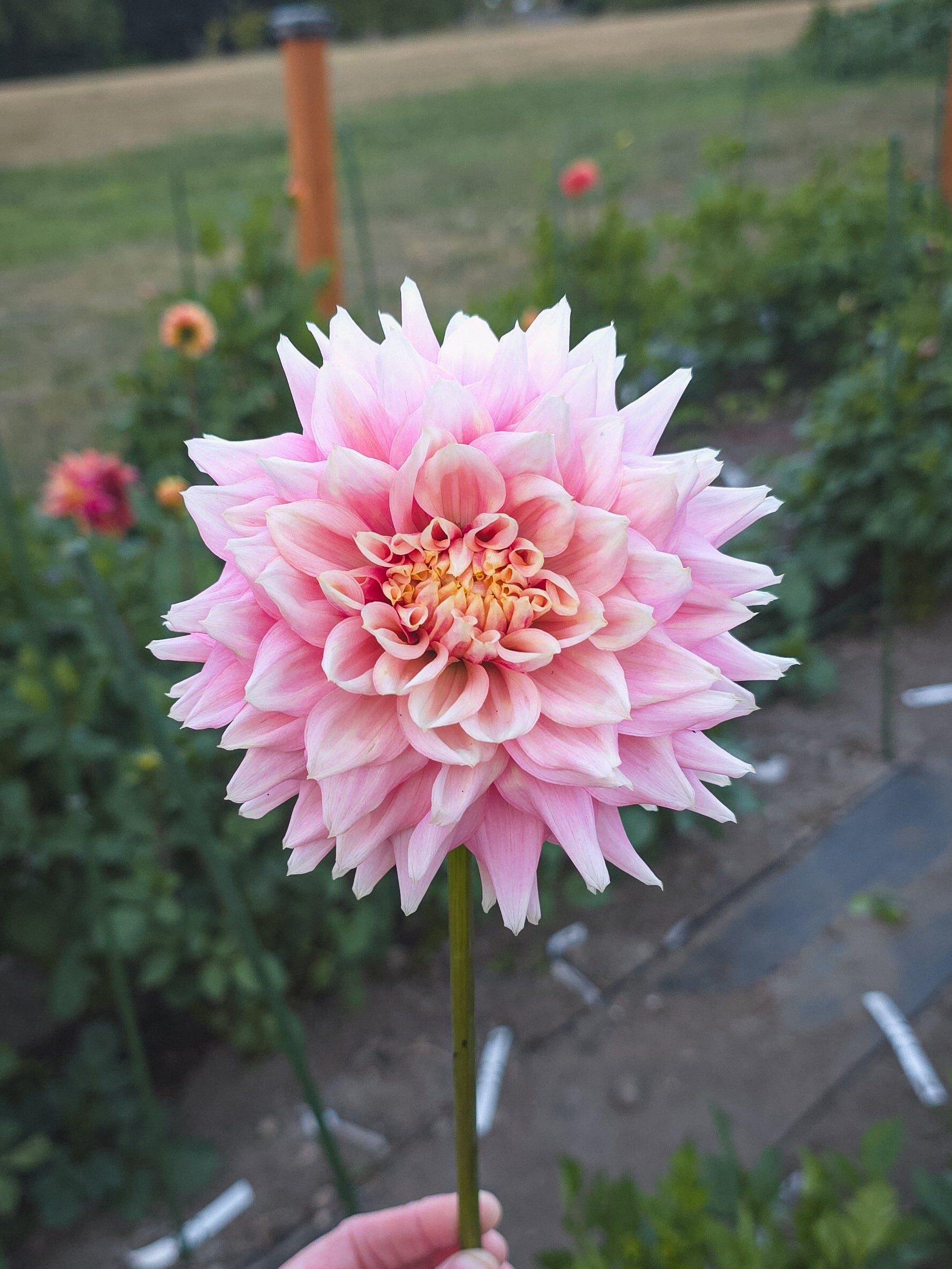 Lee's Rosalynn