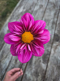 Bloomquist Whimsical
