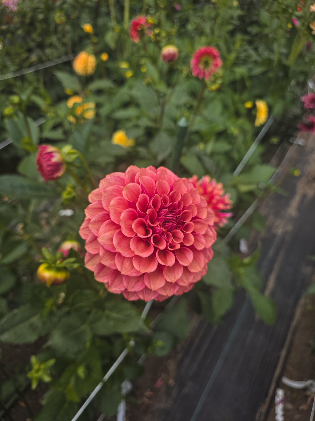 Burfoot Desert Rose