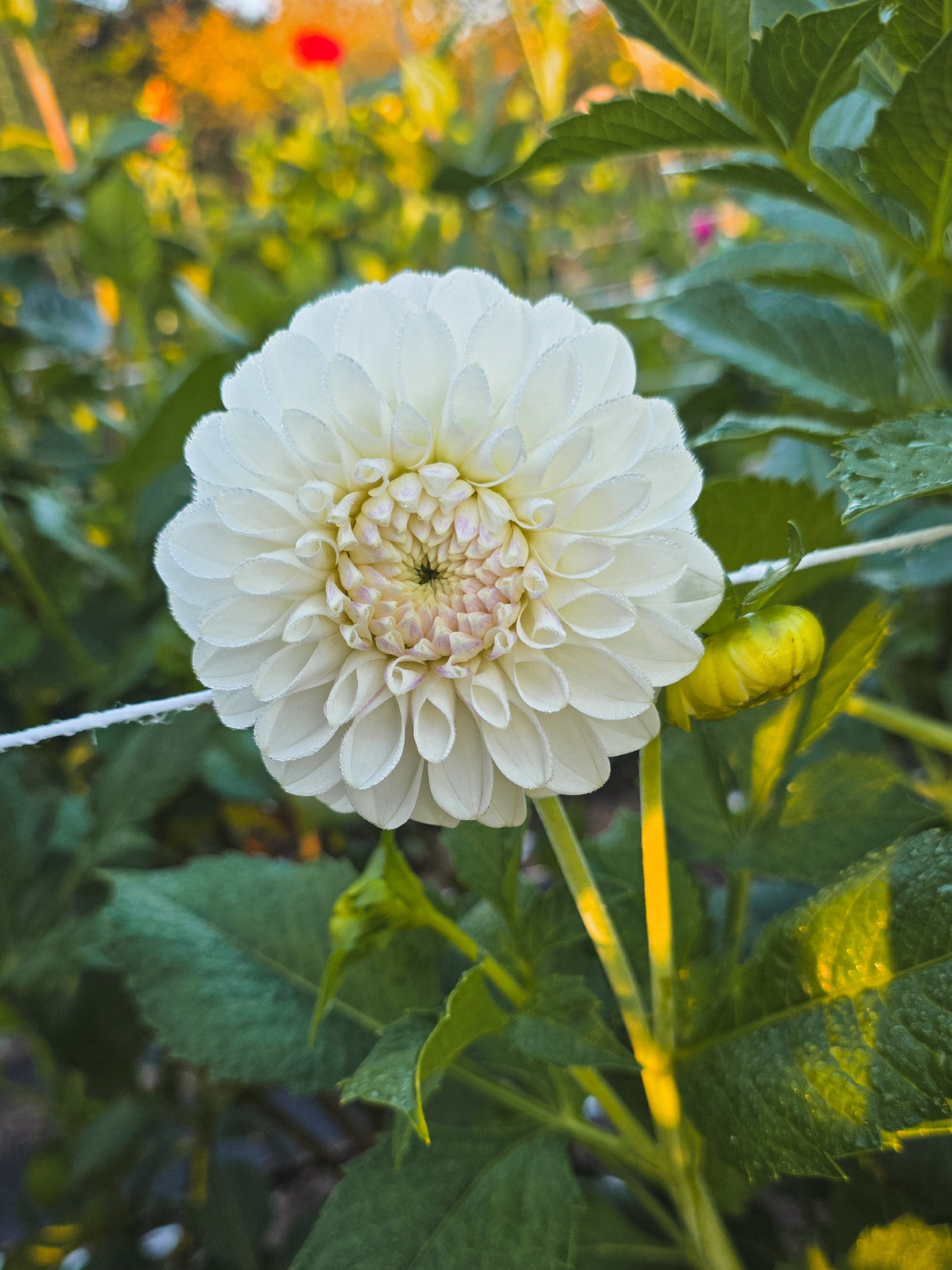 Robann Pristine