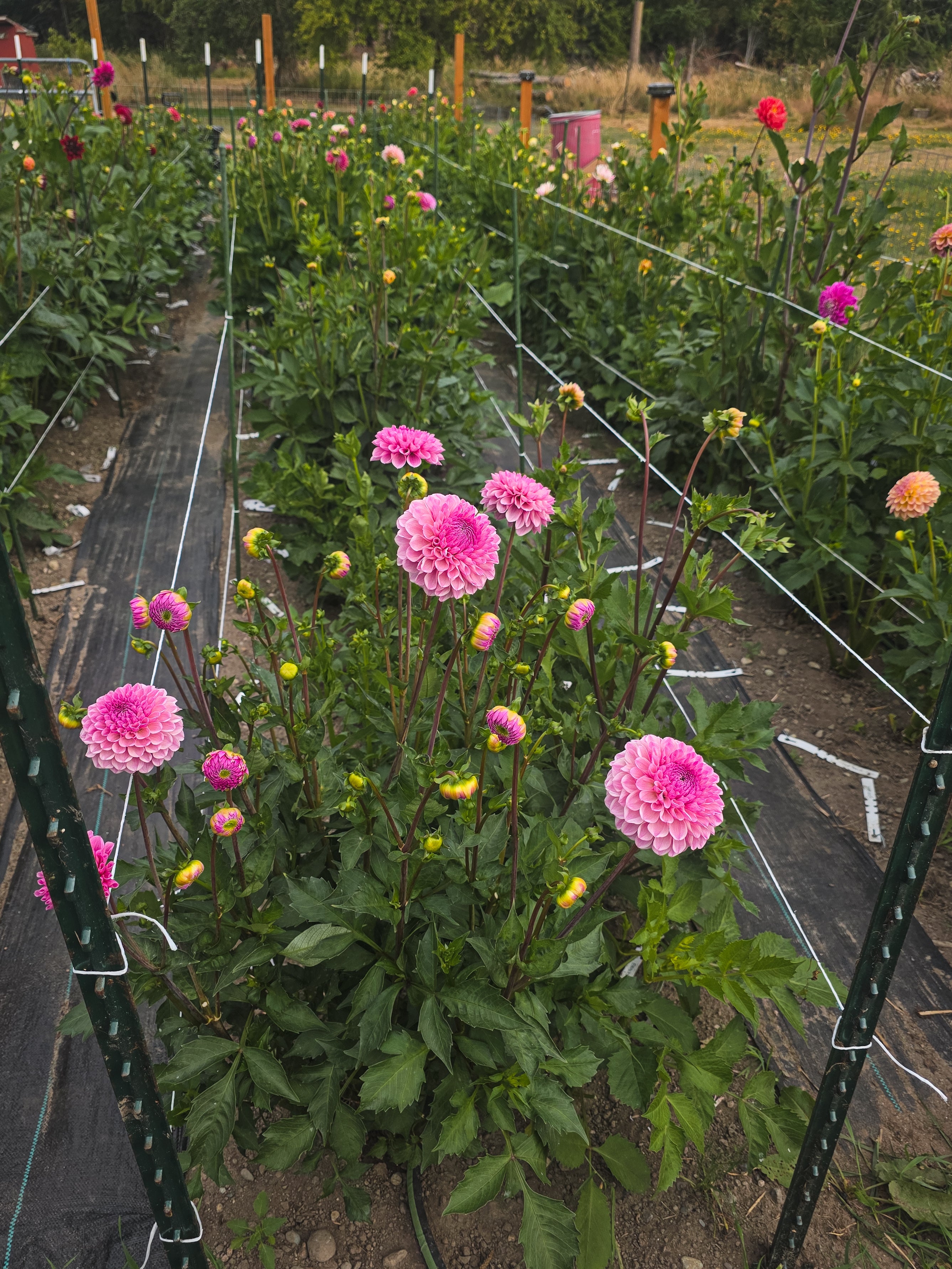 Lee's Sugar Rush
