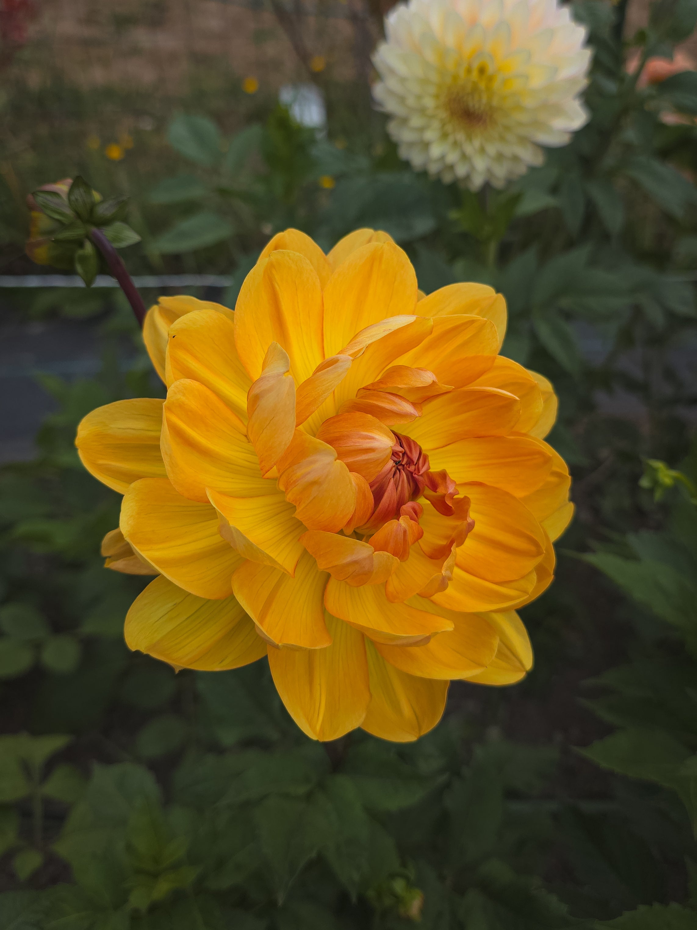 Hollyhill Honeygold