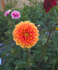 NOID Orange